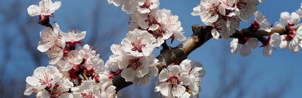 Prunus armeniaca ovocne banner